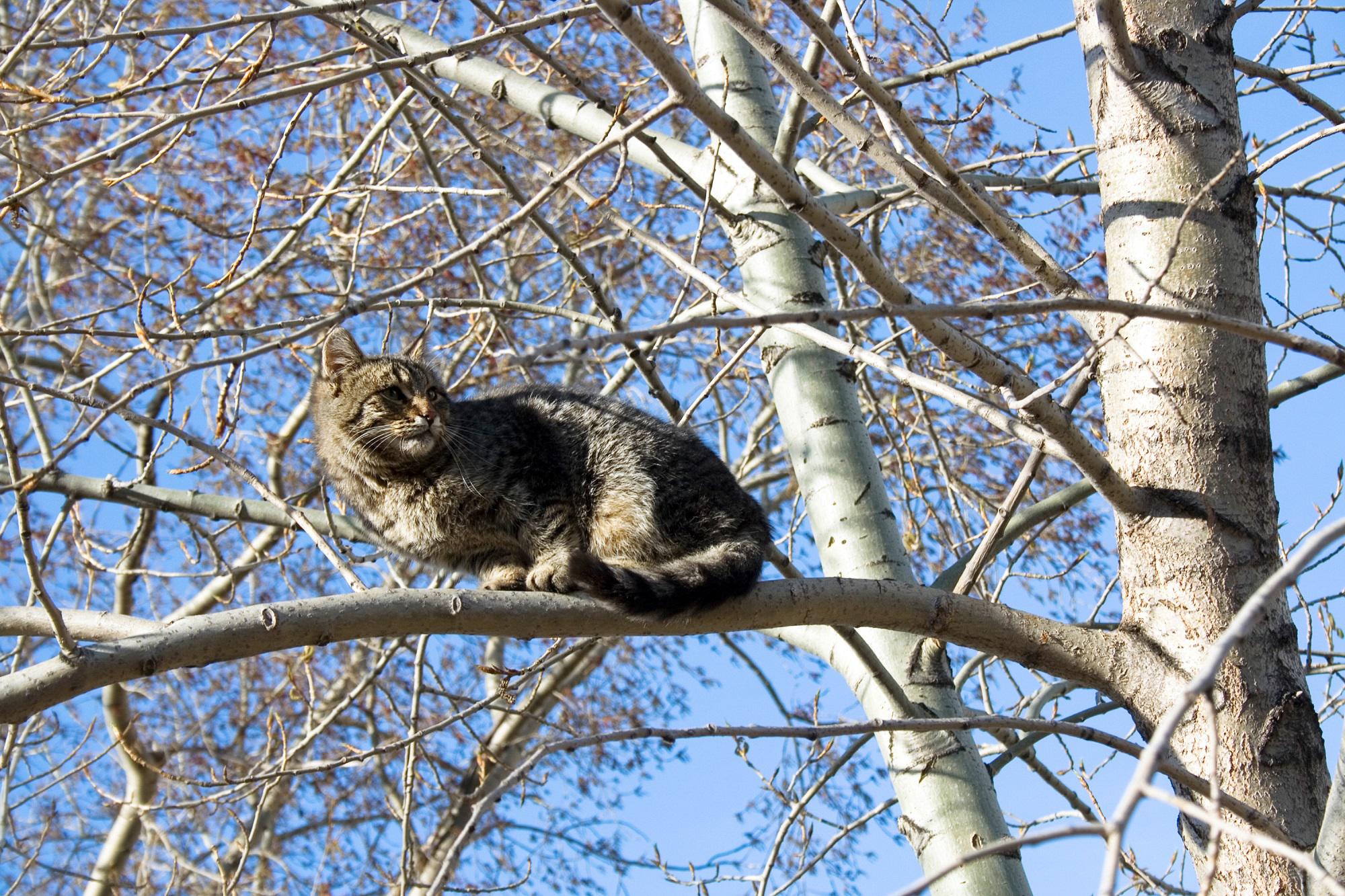 Spara a un gatto e lo fa sbranare dai suoi cani, video virale sui social