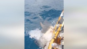 Squalo attacca il kayak, il video choc dalle Hawaii