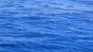 Squalo bianco a Livorno: "Sarà lungo tre metri..