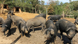 Suini neri di Calabria, allevati nell'Azienda Agrimad