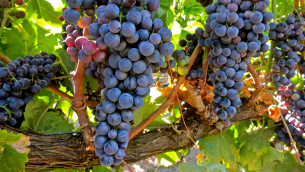 tempranillo_uva_3