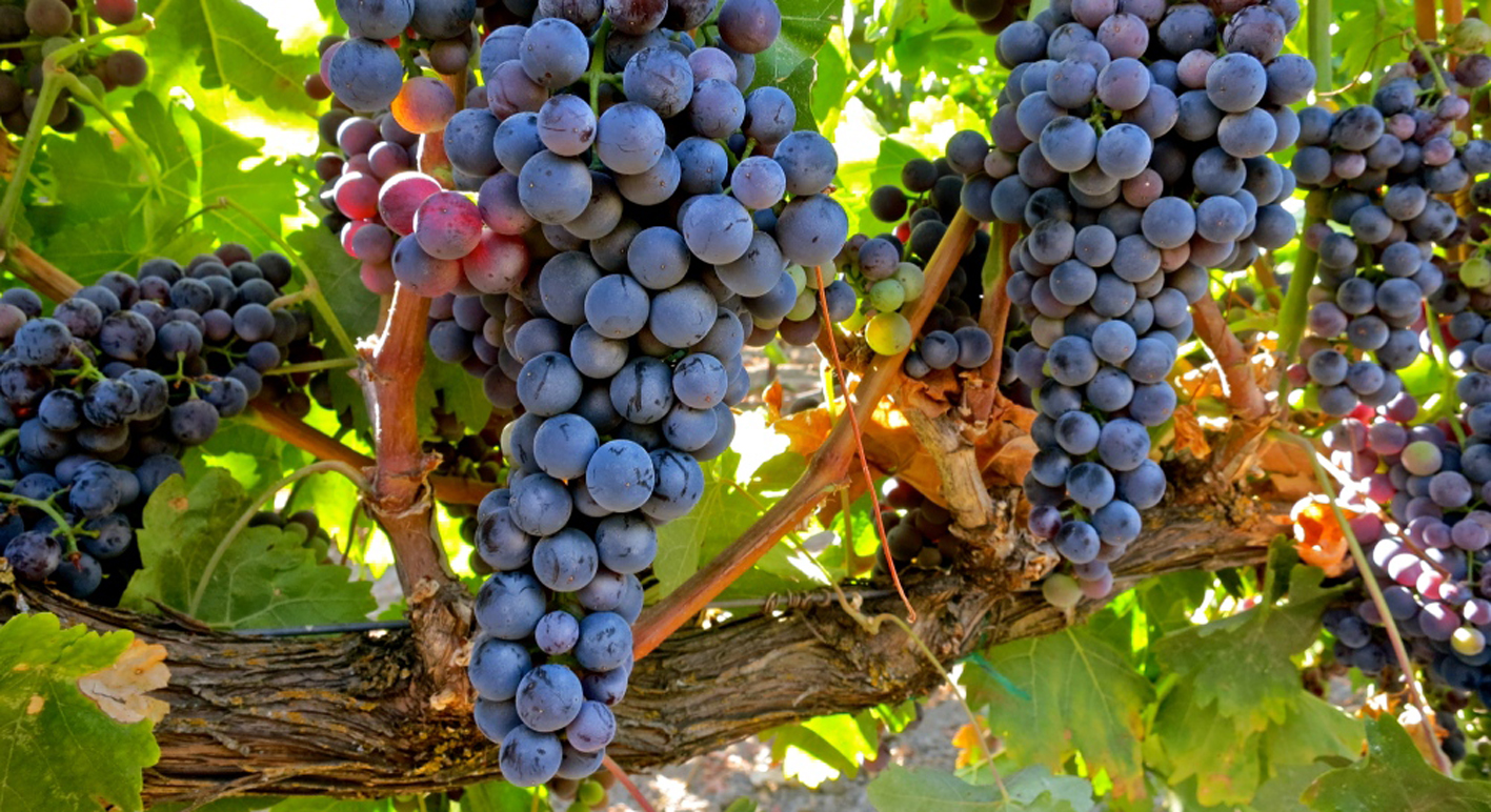 tempranillo_uva_3