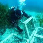 Terna ha concluso il trapianto di Posidonia oceanica nell’approdo di Terra Mala