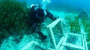 Terna ha concluso il trapianto di Posidonia oceanica nell’approdo di Terra Mala