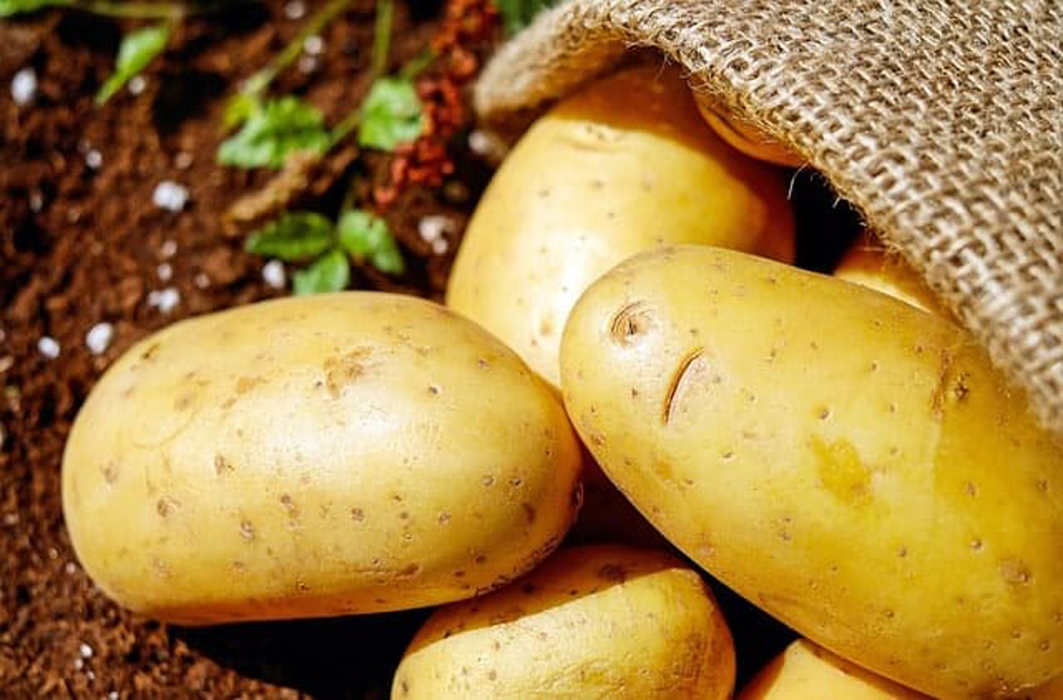 the-golden-potato