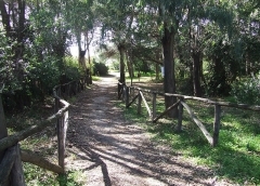thumb_pineta-mare-lamezia-terme05