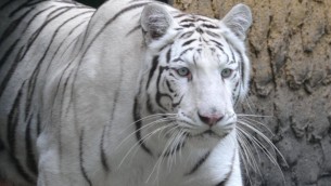 tigre_bianca_germania_ipa-copia