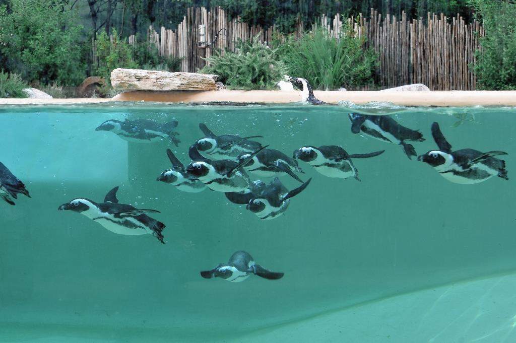 Torna la Giornata mondiale della Fauna selvatica, al Bioparco di Roma il digitale a tutela della biodiversità