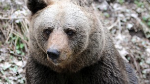 Trentino, abbattuto orso M90