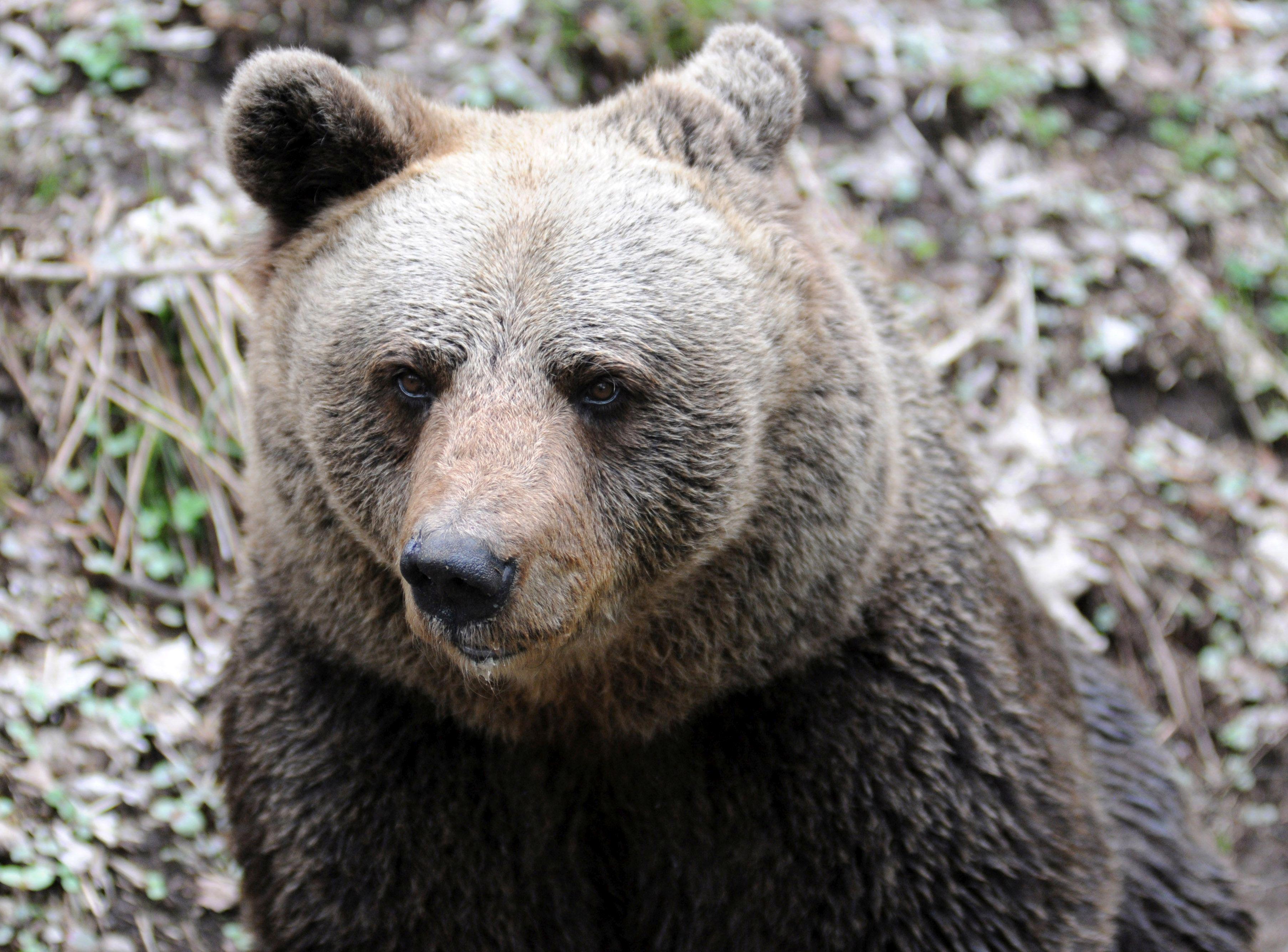 Trentino, abbattuto orso M90