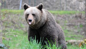 Trentino, orsi in eccesso saranno trasferiti