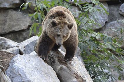 Trento, abbattuto nella notte l'orso M91: "Era pericoloso"
