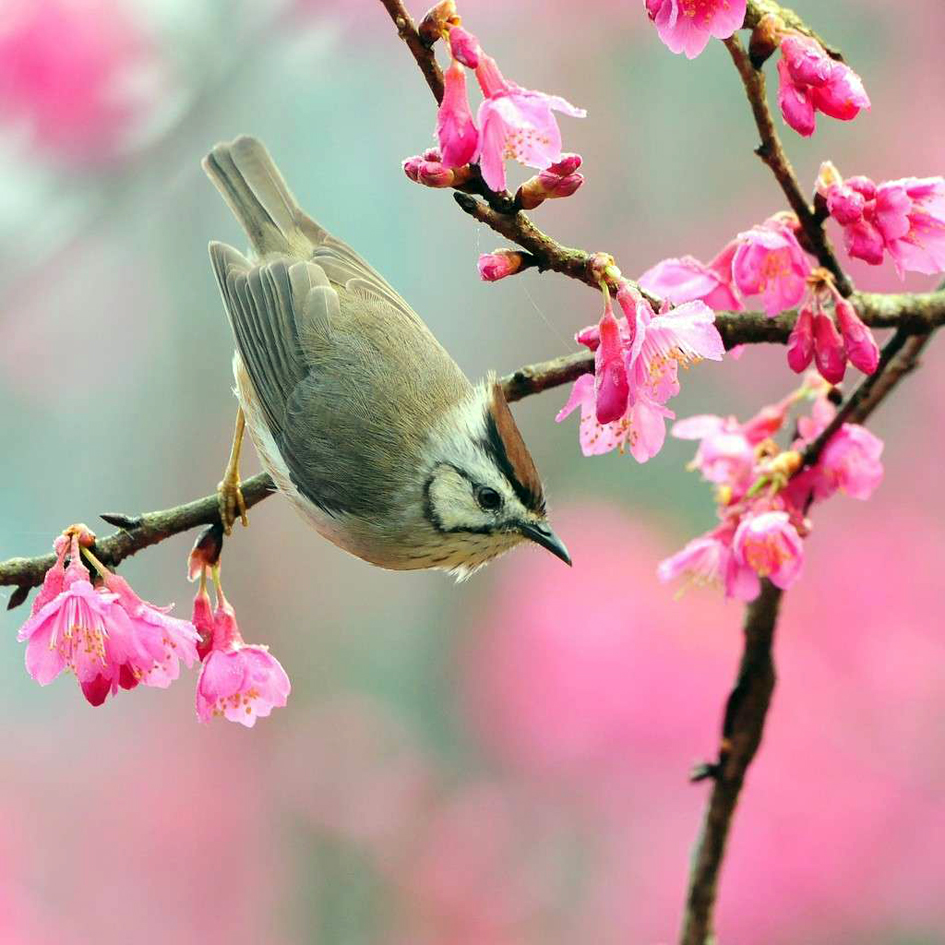 uccellino-su-rami-di-pesco-in-primavera