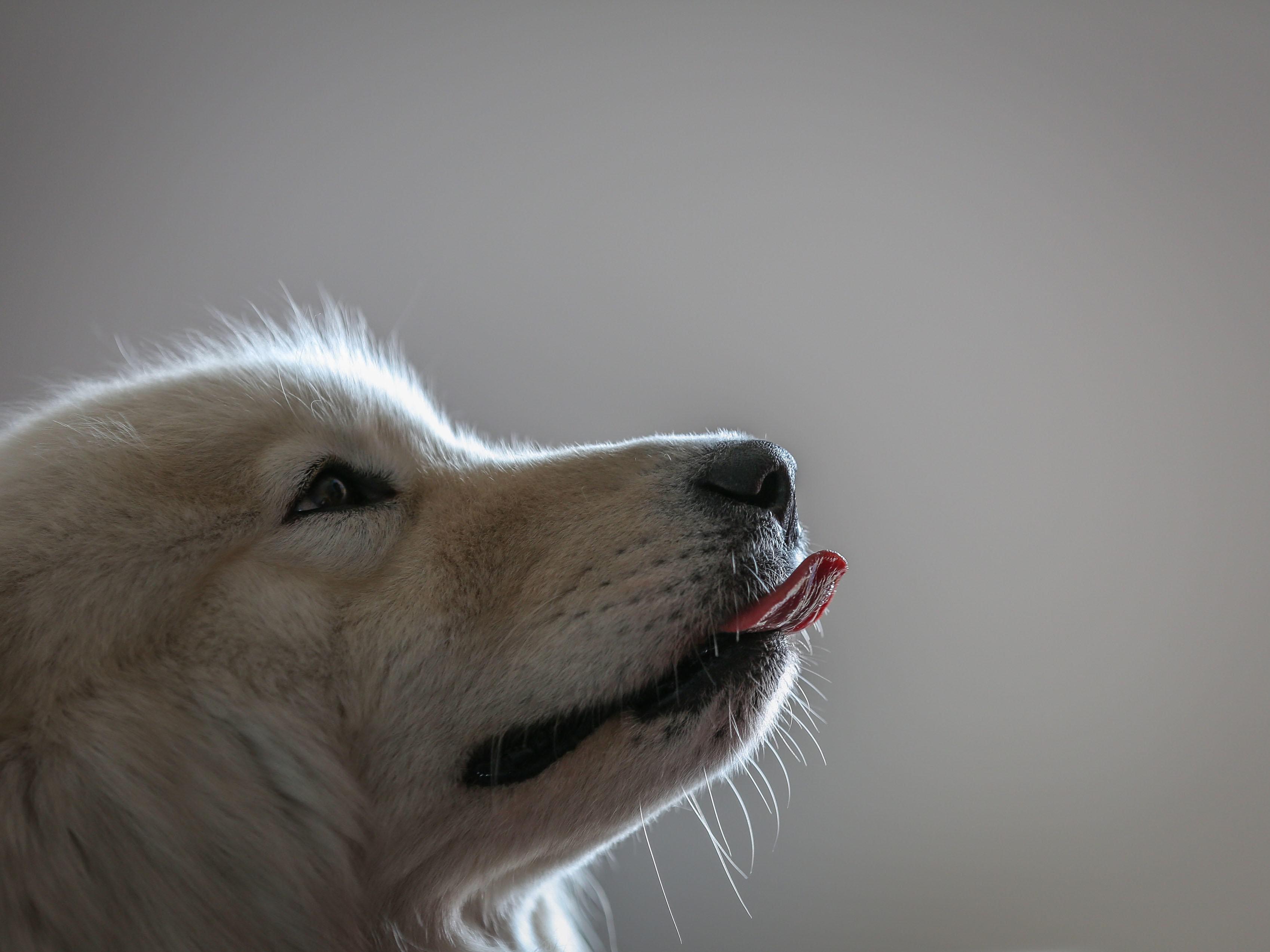 Uccide cucciolo di cane a bastonate, denunciato 77enne