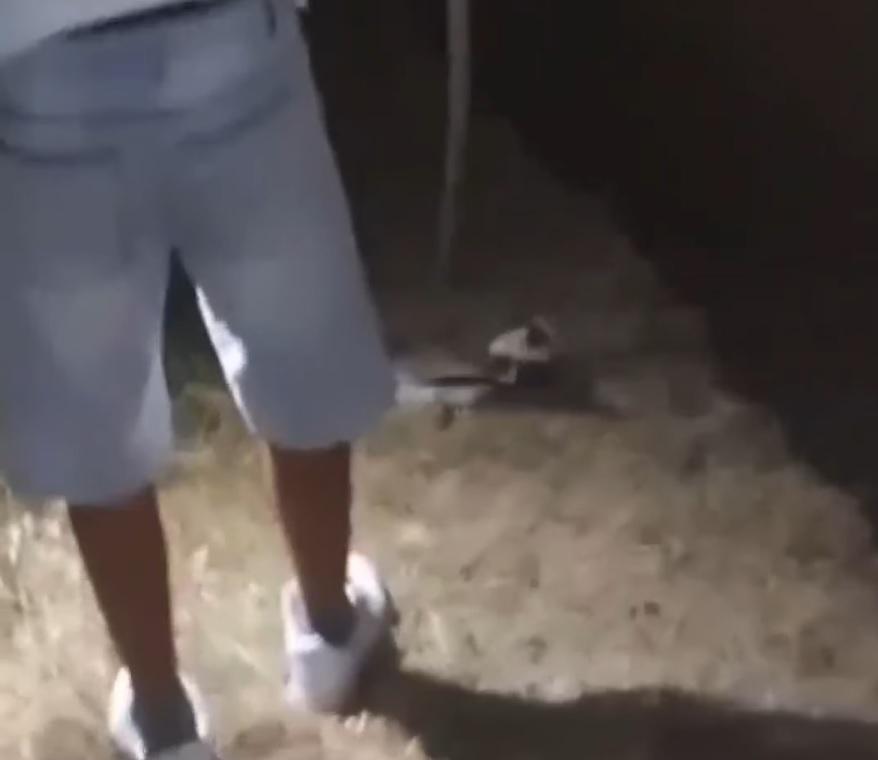 Uccidono anatra a bastonate e girano video choc: "E' viva, finiscila"