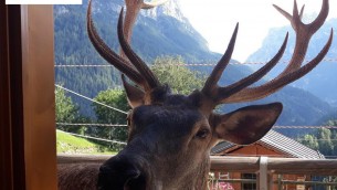 Ucciso Bambotto, il cervo cresciuto tra le case di Pecol