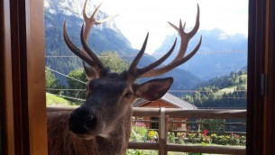Ucciso il cervo Bambotto, mascotte di Pecol che si fidava dell'uomo