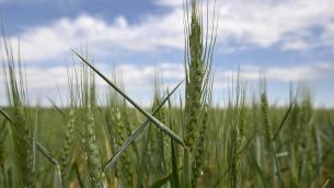 Ucraina, i costi enormi della guerra del grano