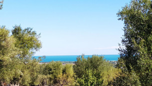 ulivi-mare
