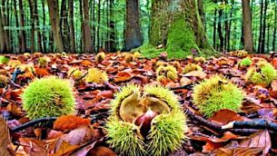 un-castagneto-e-i-suoi-frutti