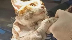 Una fiaccolata per Leone, il gattino morto dopo la tortura