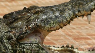 Usa, bimbo di 2 anni trovato morto nella bocca di un alligatore