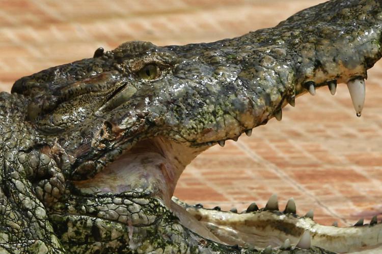Usa, bimbo di 2 anni trovato morto nella bocca di un alligatore