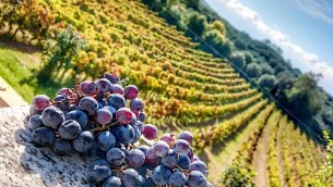 uva_vigne