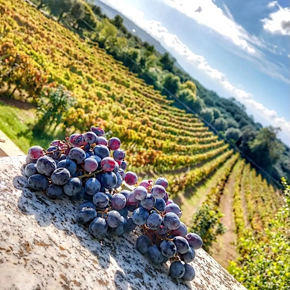 uva_vigne