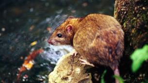 Variante Omicron, possibile 'salto' da topi a uomo: ipotesi allo studio