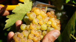 vendemmia-2018