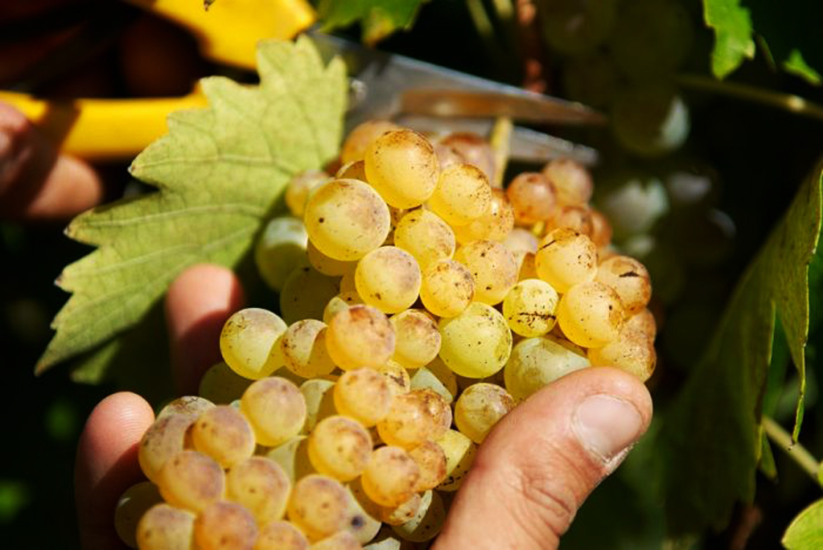 vendemmia-2018