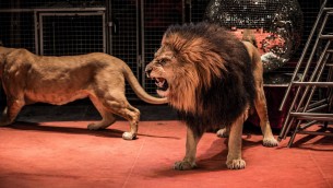 Via tigri, leoni e elefanti dal circo: la proposta di legge M5S