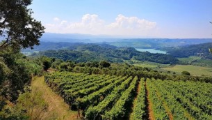 vigna_vibonese