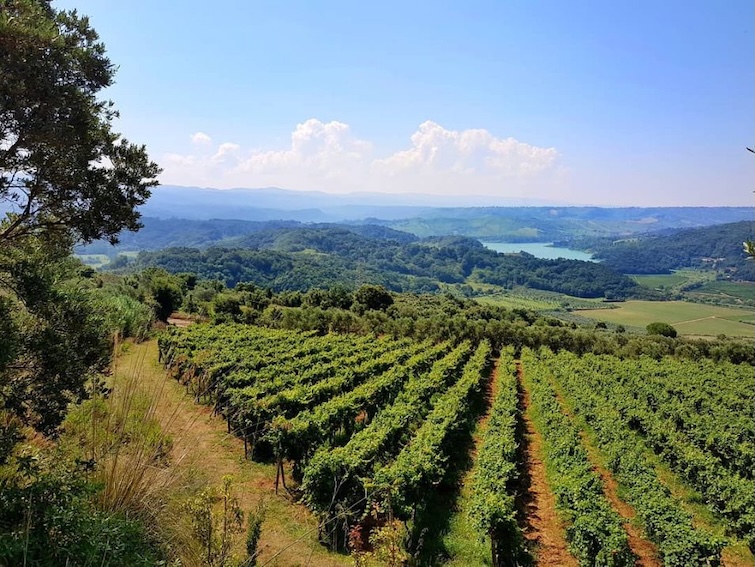 vigna_vibonese