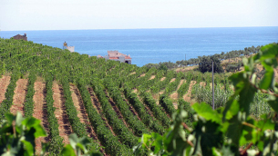 Vigneti a Cirò Marina (Crotone)