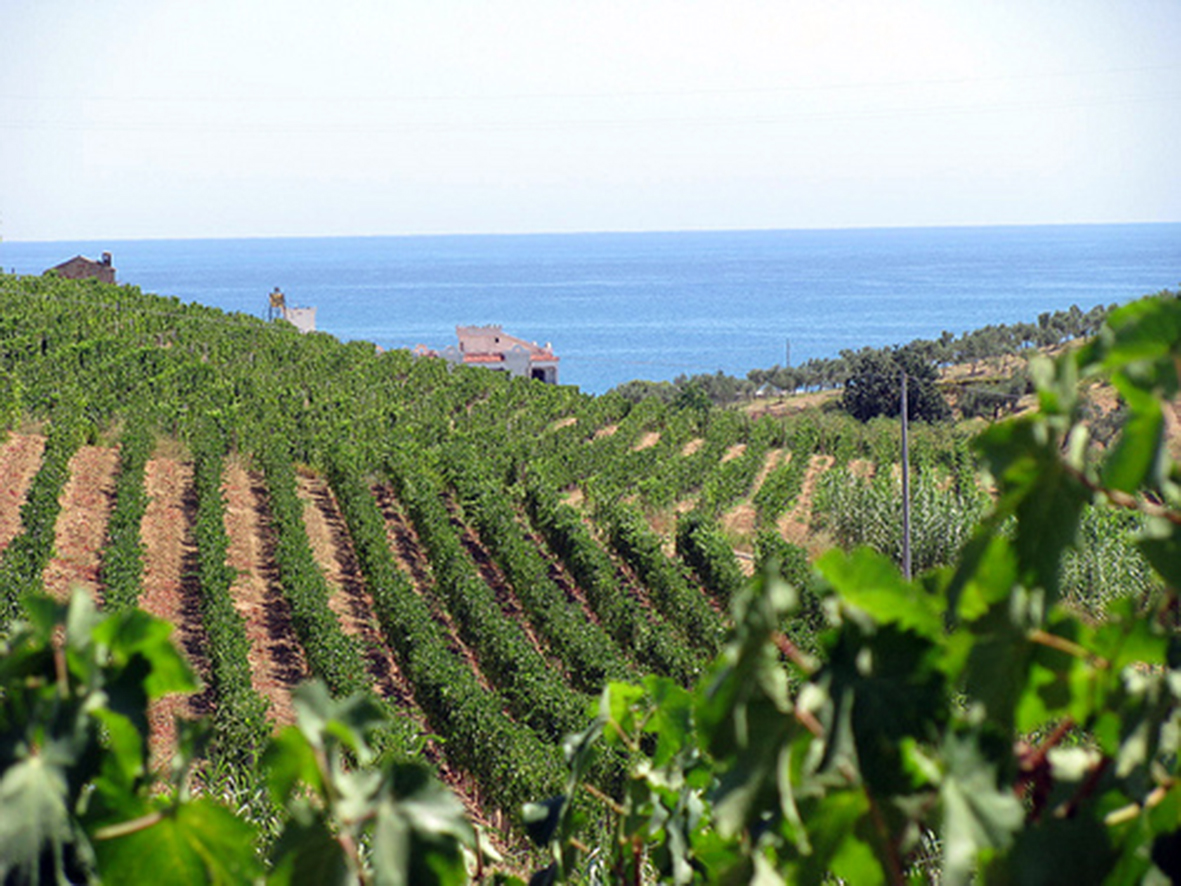 Vigneti a Cirò Marina (Crotone)