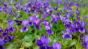 violette1