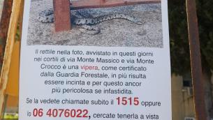 Vipere a Roma, al Tufello è caccia aperta dopo un avvistamento