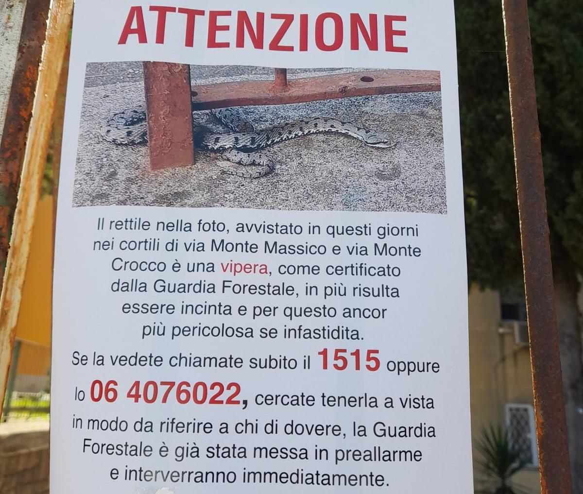 Vipere a Roma, al Tufello è caccia aperta dopo un avvistamento