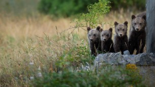 WADAS, l’AI protegge la fauna selvatica: il progetto sperimentale nel Parco Nazionale d’Abruzzo