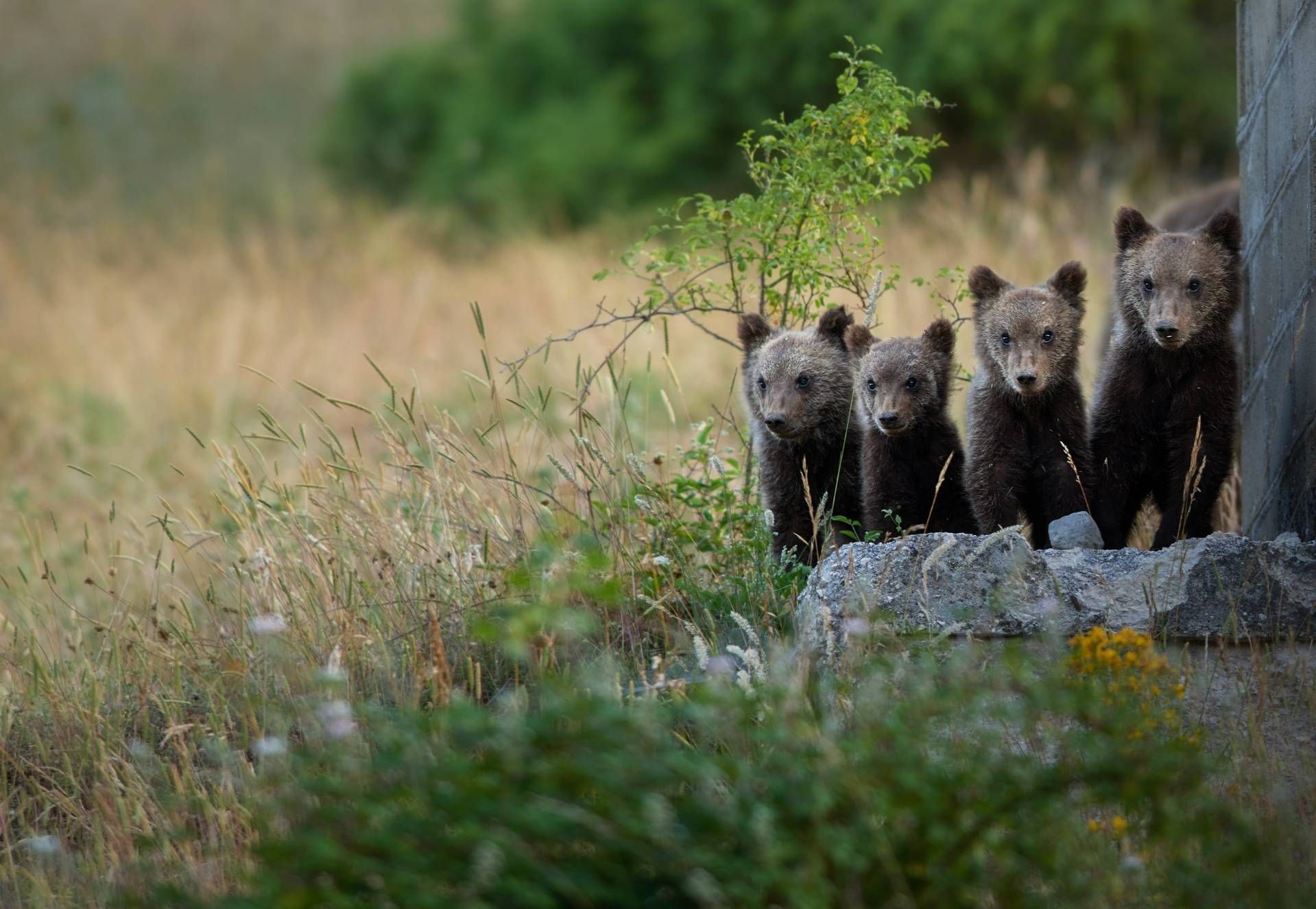 WADAS, l’AI protegge la fauna selvatica: il progetto sperimentale nel Parco Nazionale d’Abruzzo