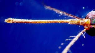 West Nile in Italia: incubazione, sintomi, come proteggersi