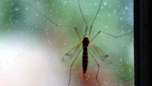 West Nile in Italia, Iss: "15 casi confermati con 4 morti"