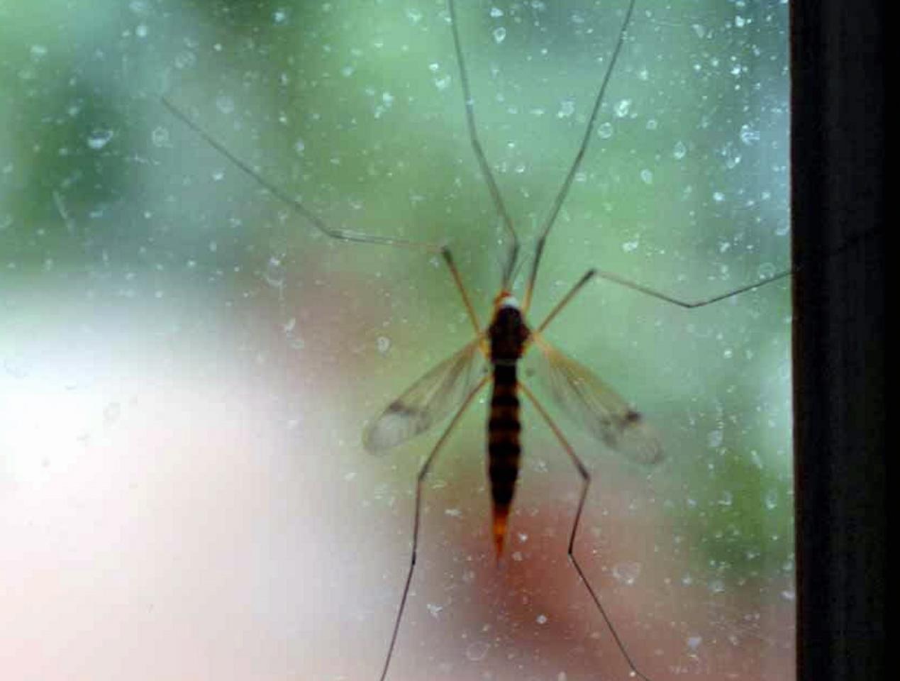 West Nile in Italia, Iss: "15 casi confermati con 4 morti"