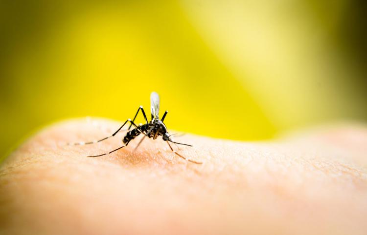 West Nile in Italia, salgono a 205 i casi: 10 morti