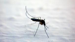 West Nile Italia, 94 casi e 7 morti: regioni del Nord le più colpite