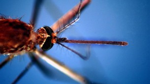 West Nile, primo morto in Veneto: è un 86enne
