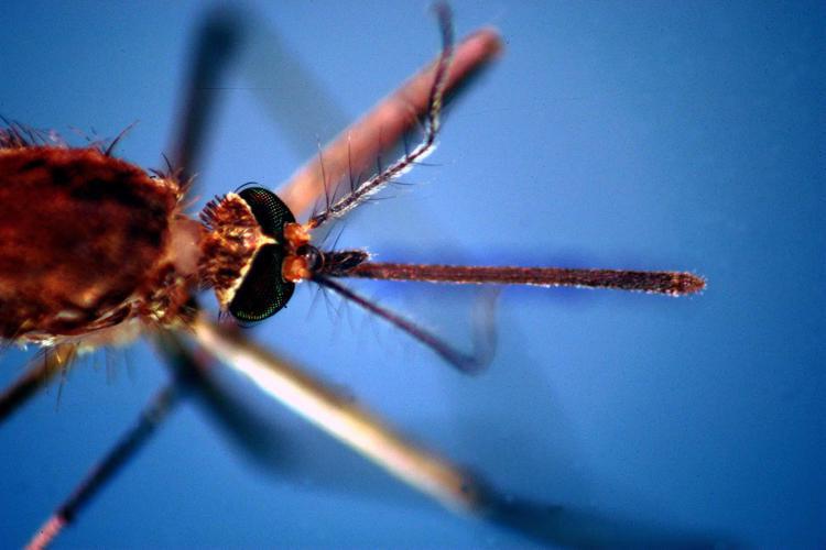 West Nile, primo morto in Veneto: è un 86enne