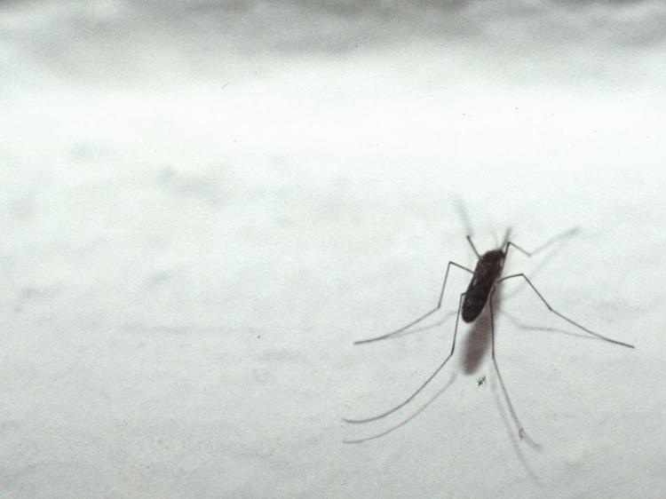 West Nile, salgono a 16 i ricoverati a Padova